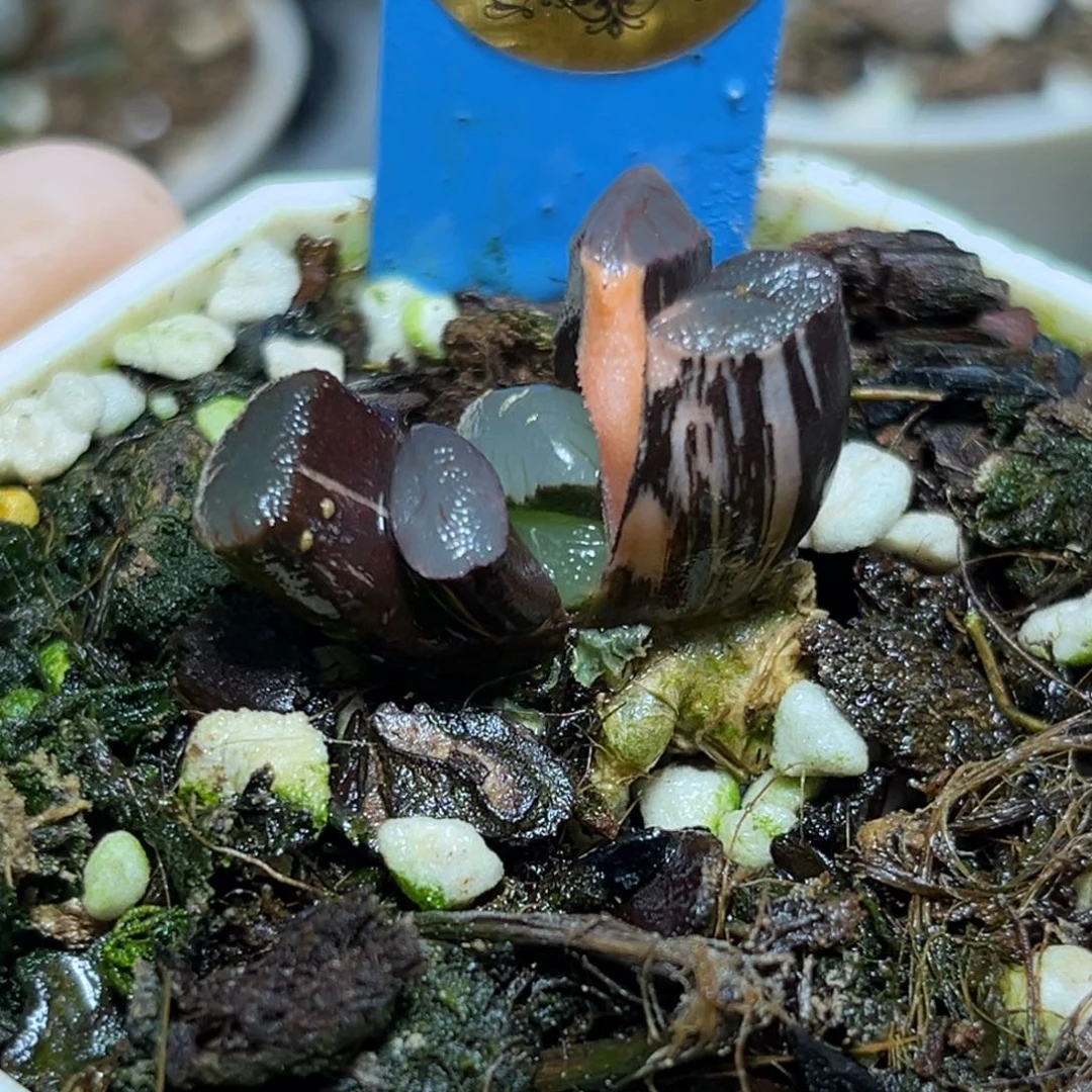 恭喜发财大吉大利930多肉