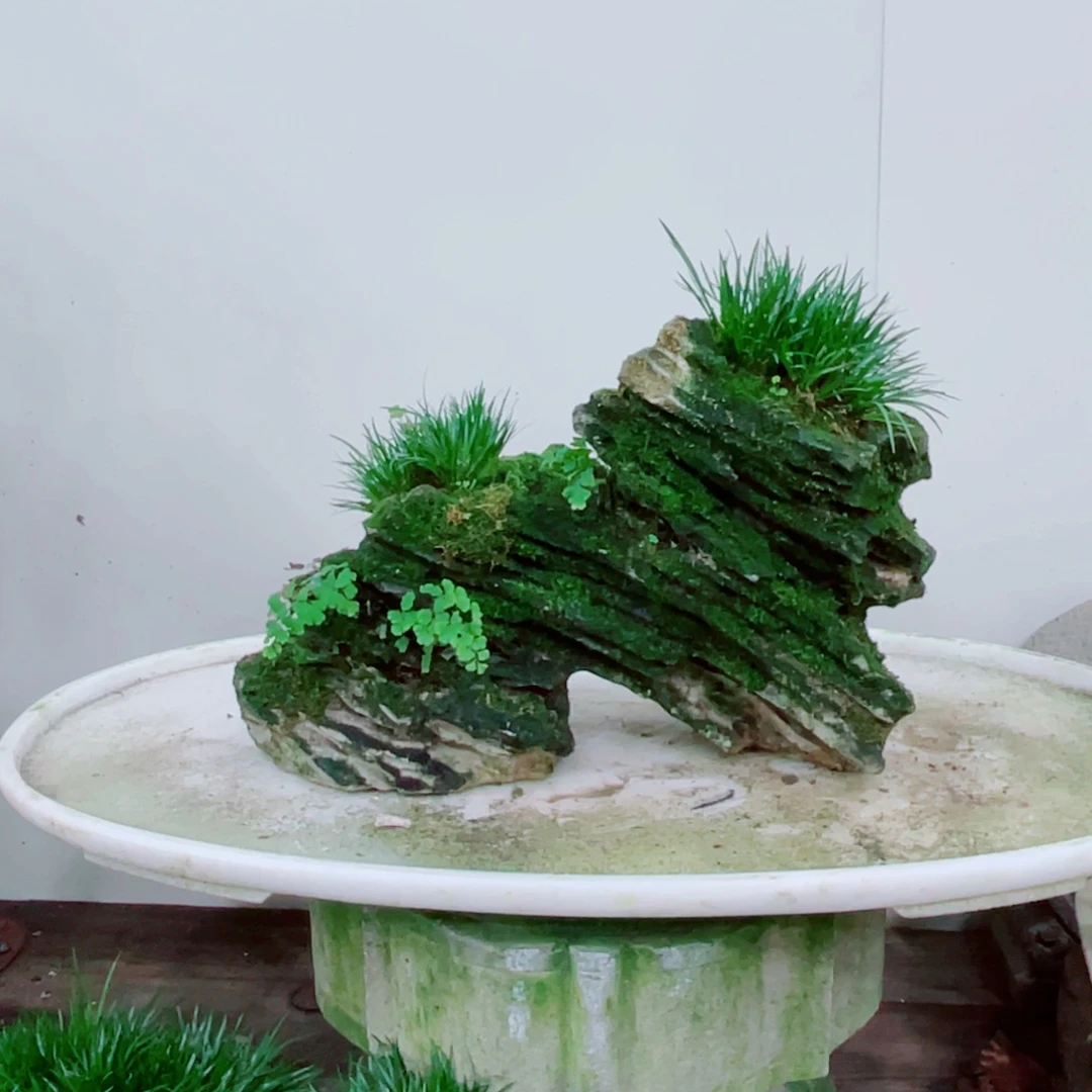 无铅玻璃四**阳铁线蕨铁线蕨铁线蕨