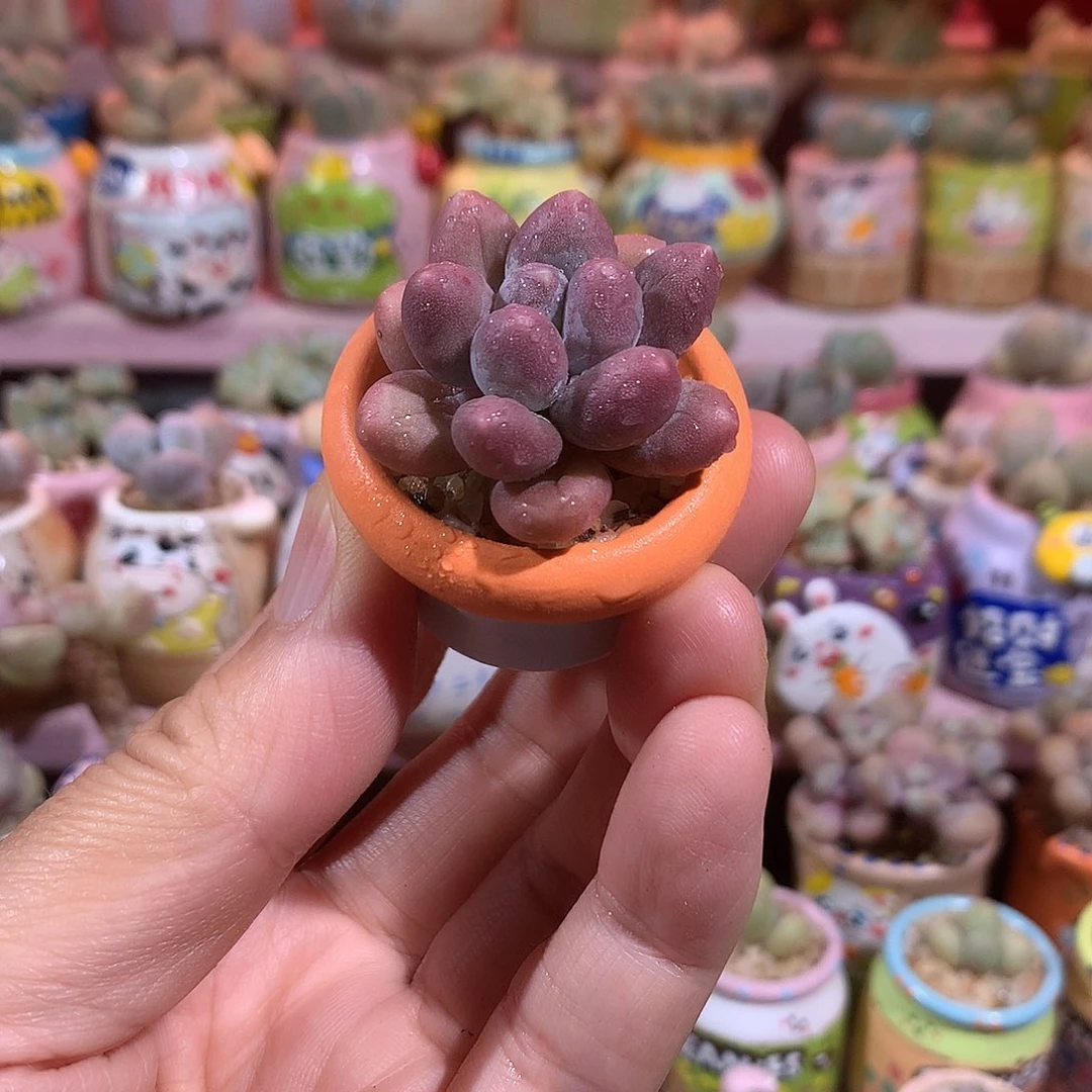 福利汤圆带盆 满100包邮