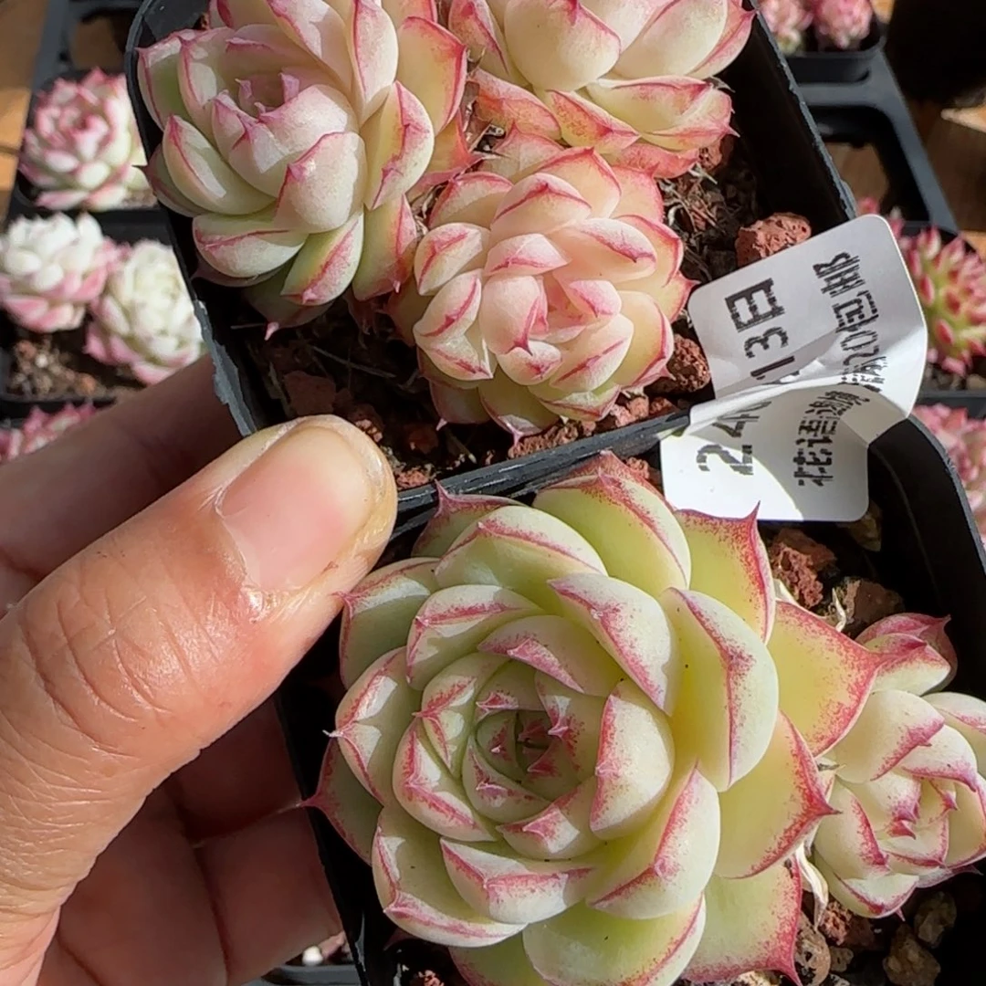 喵****边花语逸镜0113-246两个