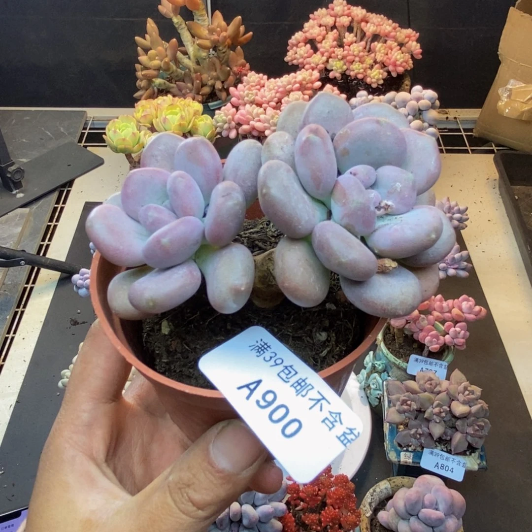 900月美人多肉7c m