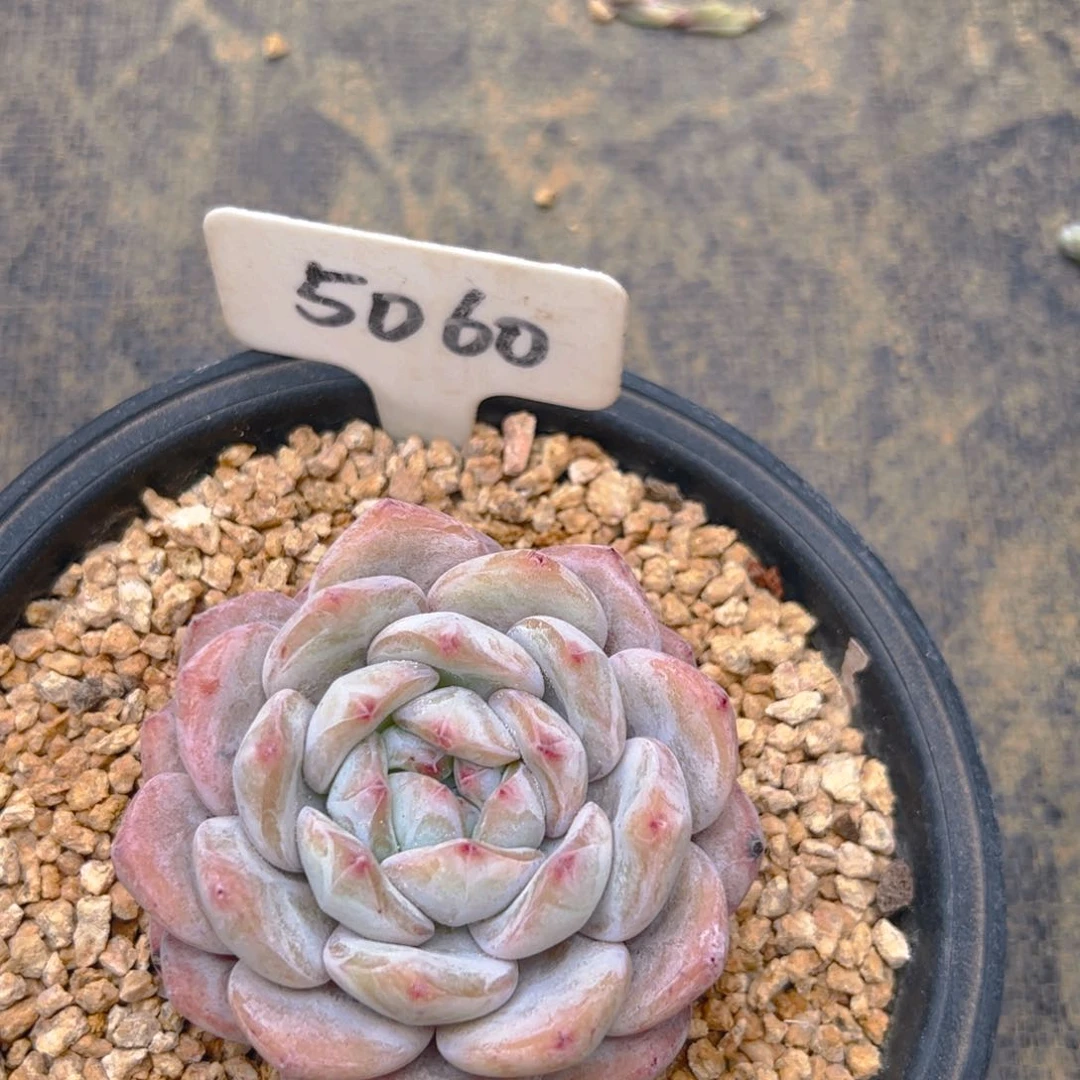 R*Q橙梦露7公分左右五颗5060号