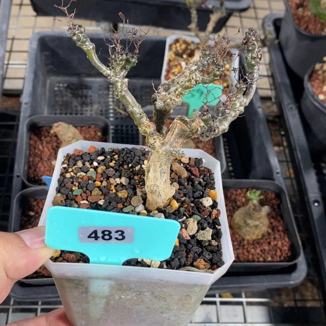 黑曼巴多肉植物一个