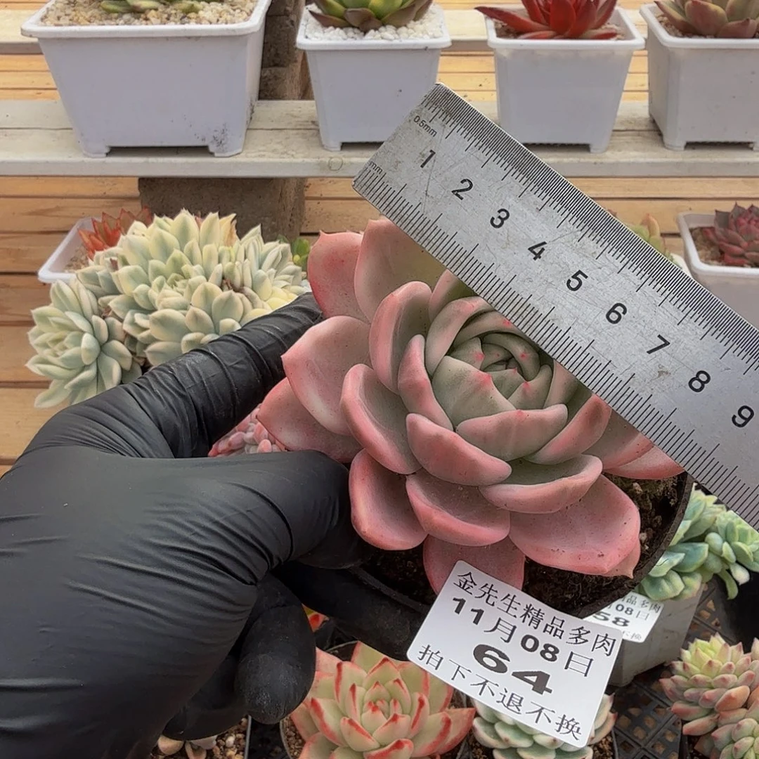 1108-64香槟锦单头