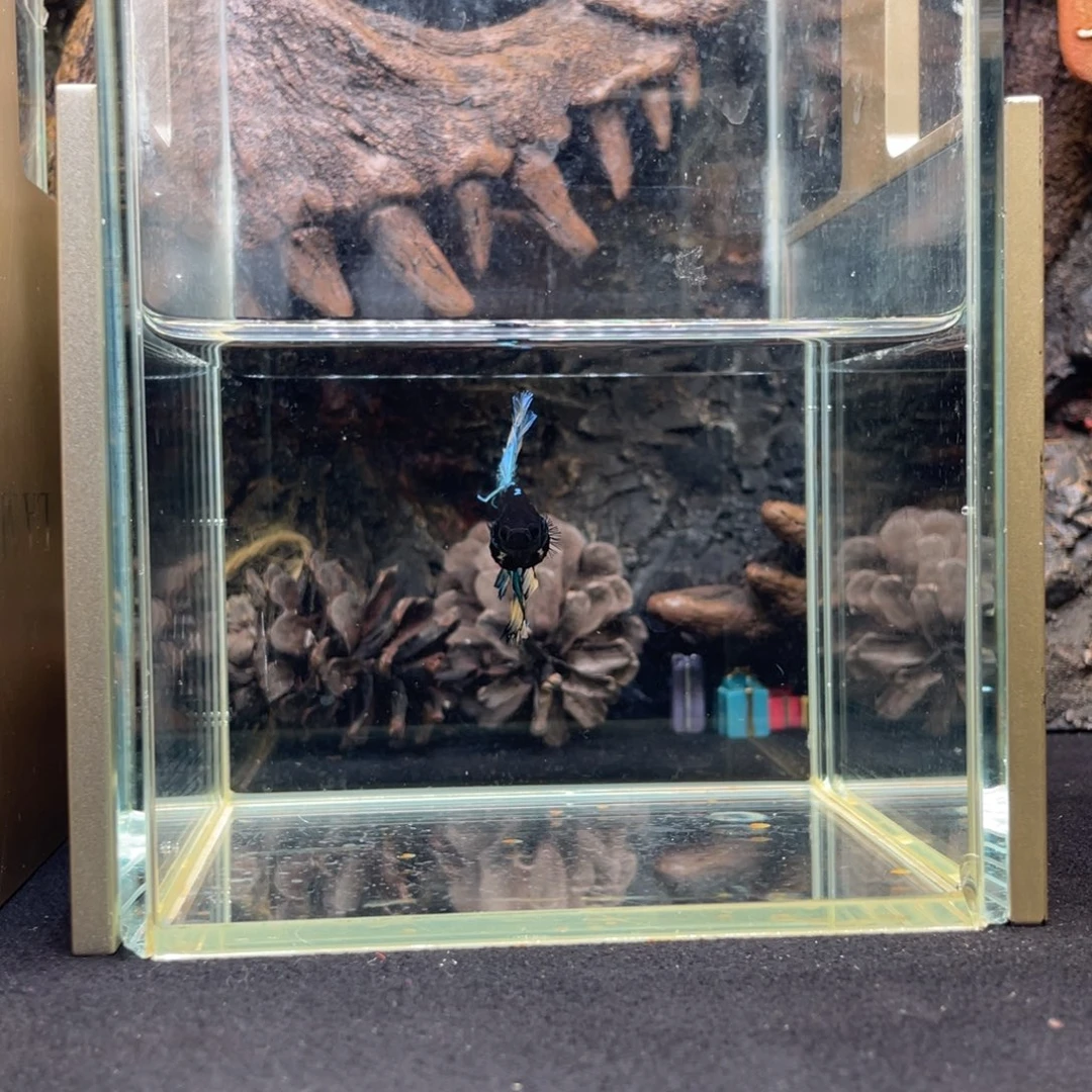 斗鱼鱼次元一月三日竞价