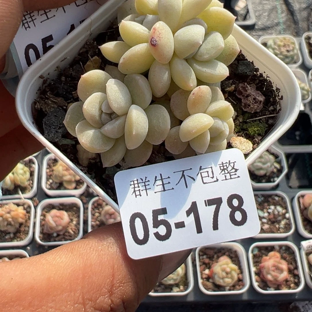 小卡拉米糖心一物一拍5-178