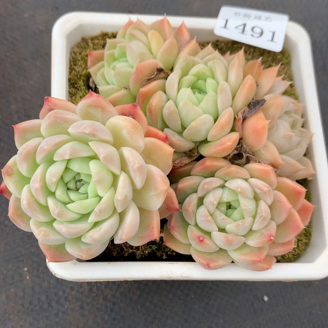 1491杂交精品基地冠12