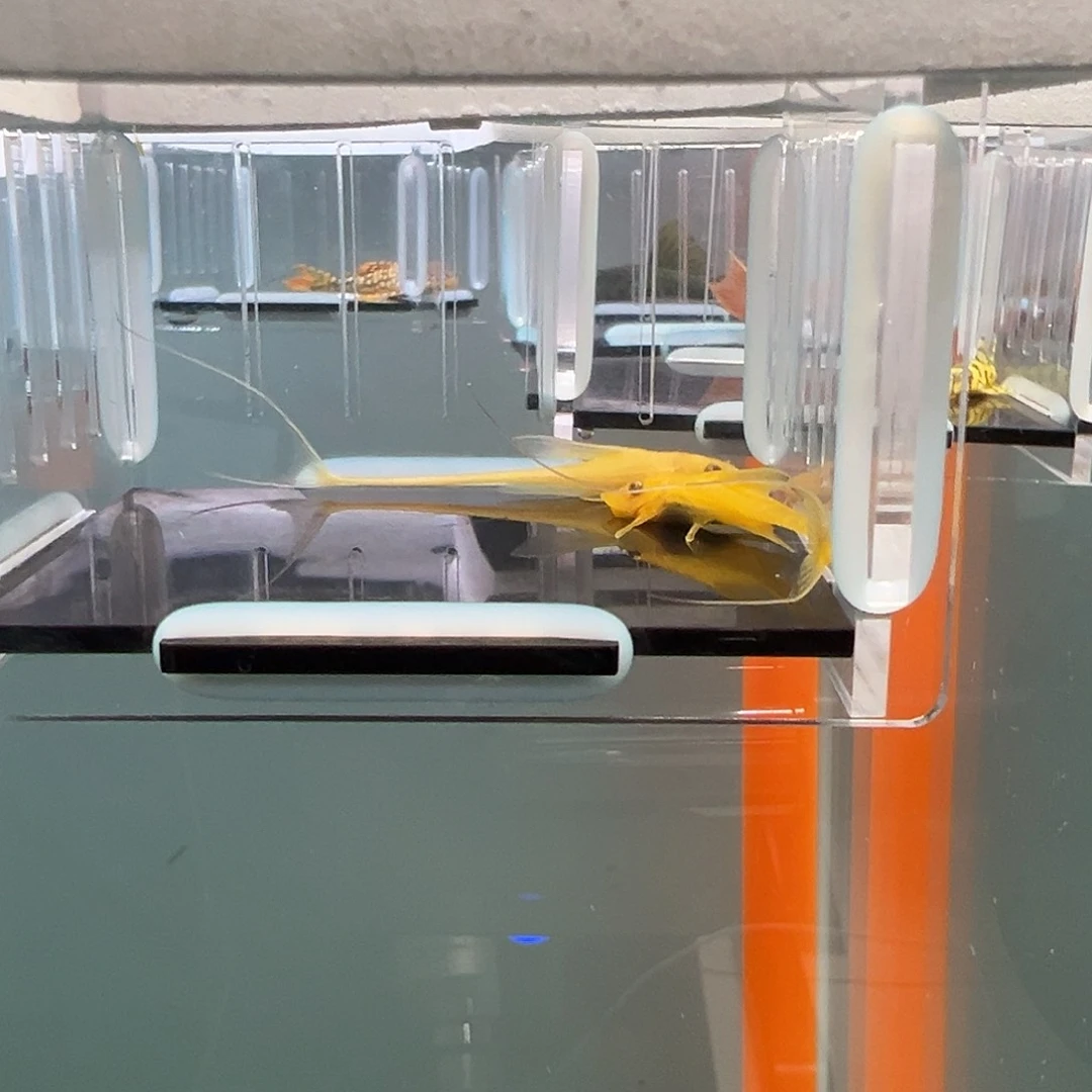 清道夫录完整开箱视频、入缸不包损5.5-6