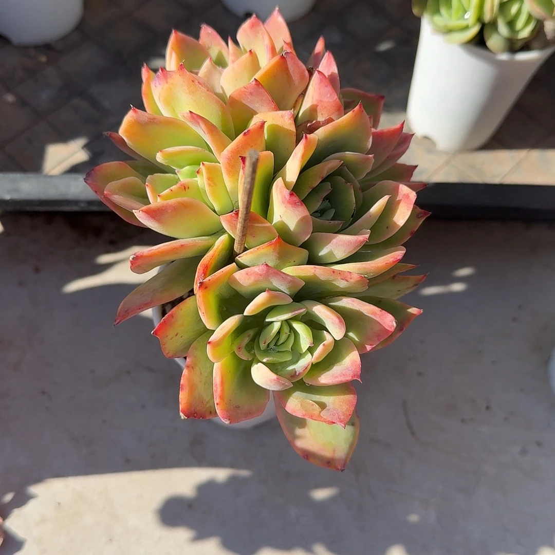 无***我乔伊多肉植物一颗带盆