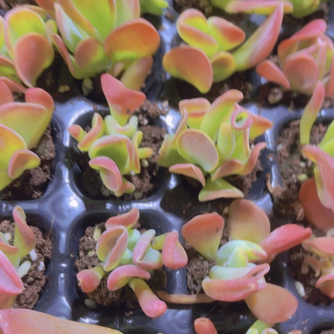 精品火狐狸满9.9包邮