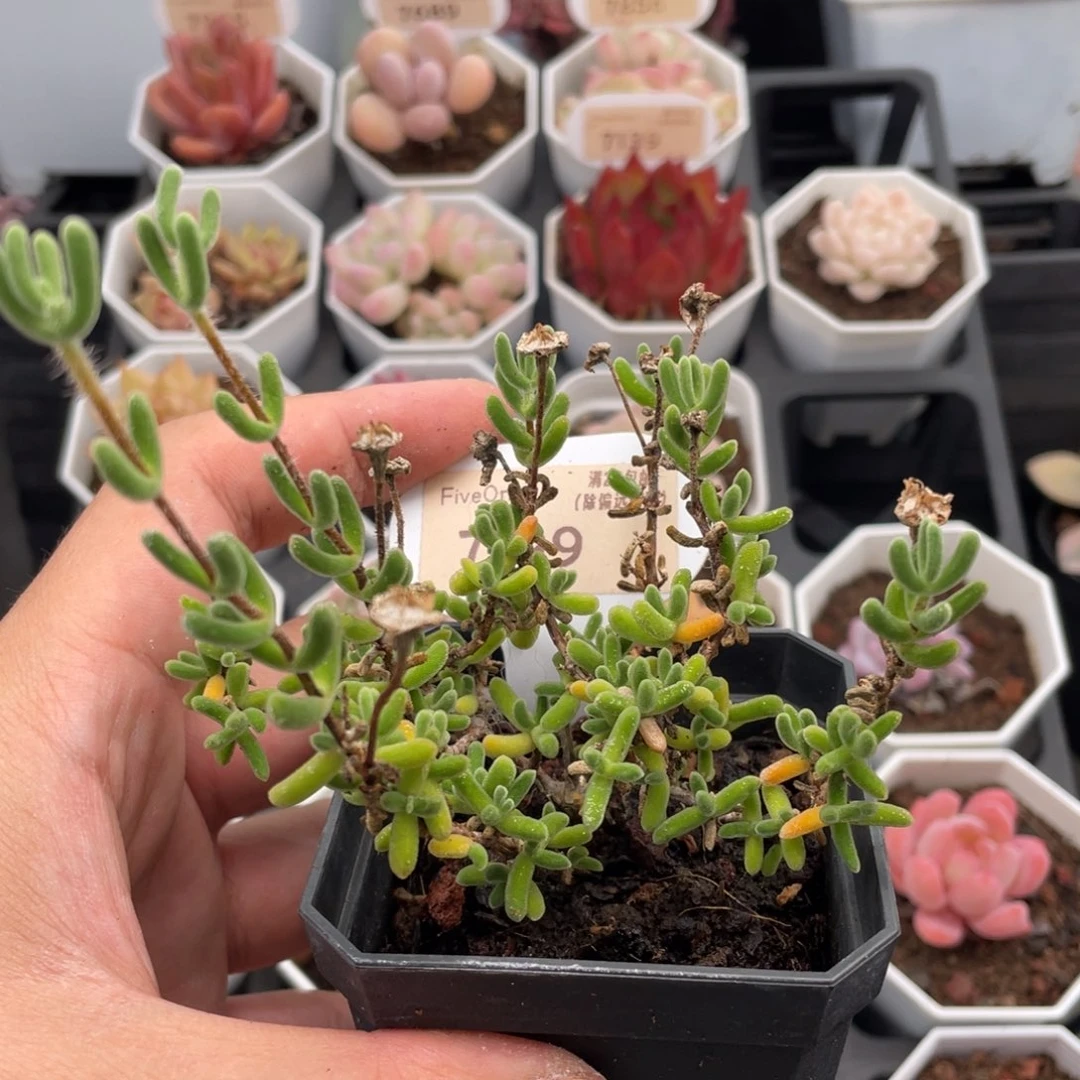 红叶枝干7199-10厘米