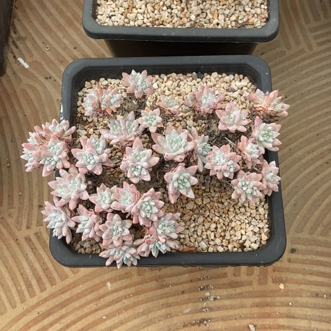 格诺玛多肉植物啦啦啦