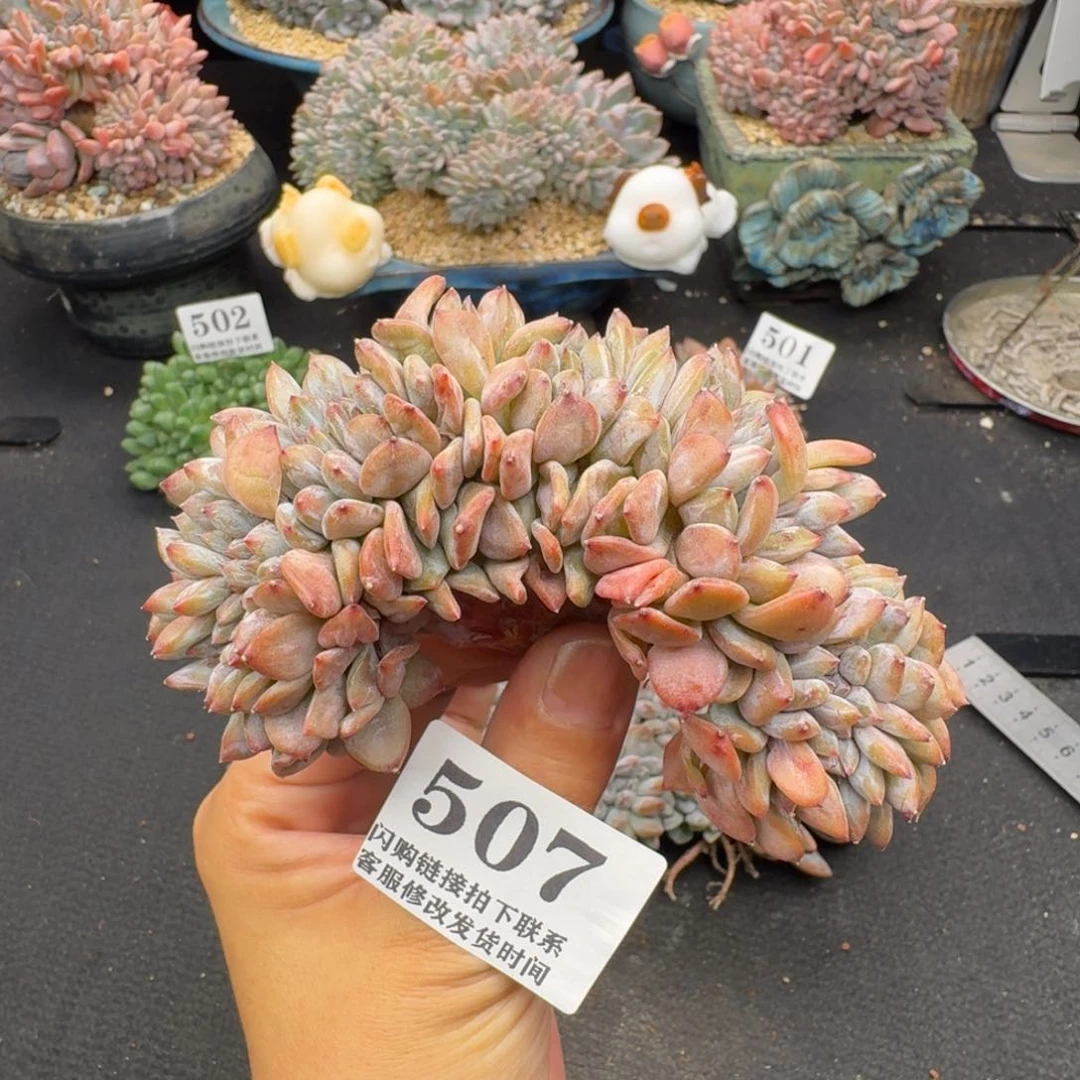 507星影缀切底（满58包邮冷链）