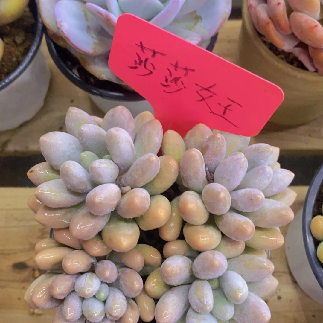 多肉植物，一物一拍，