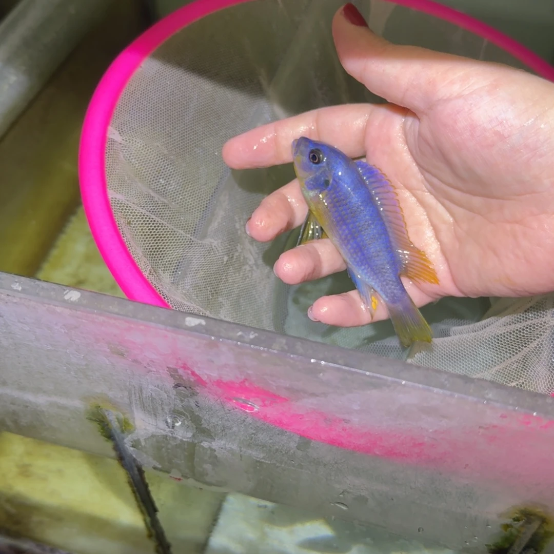 慈鲷鱼106号黄腹斑马乱纹