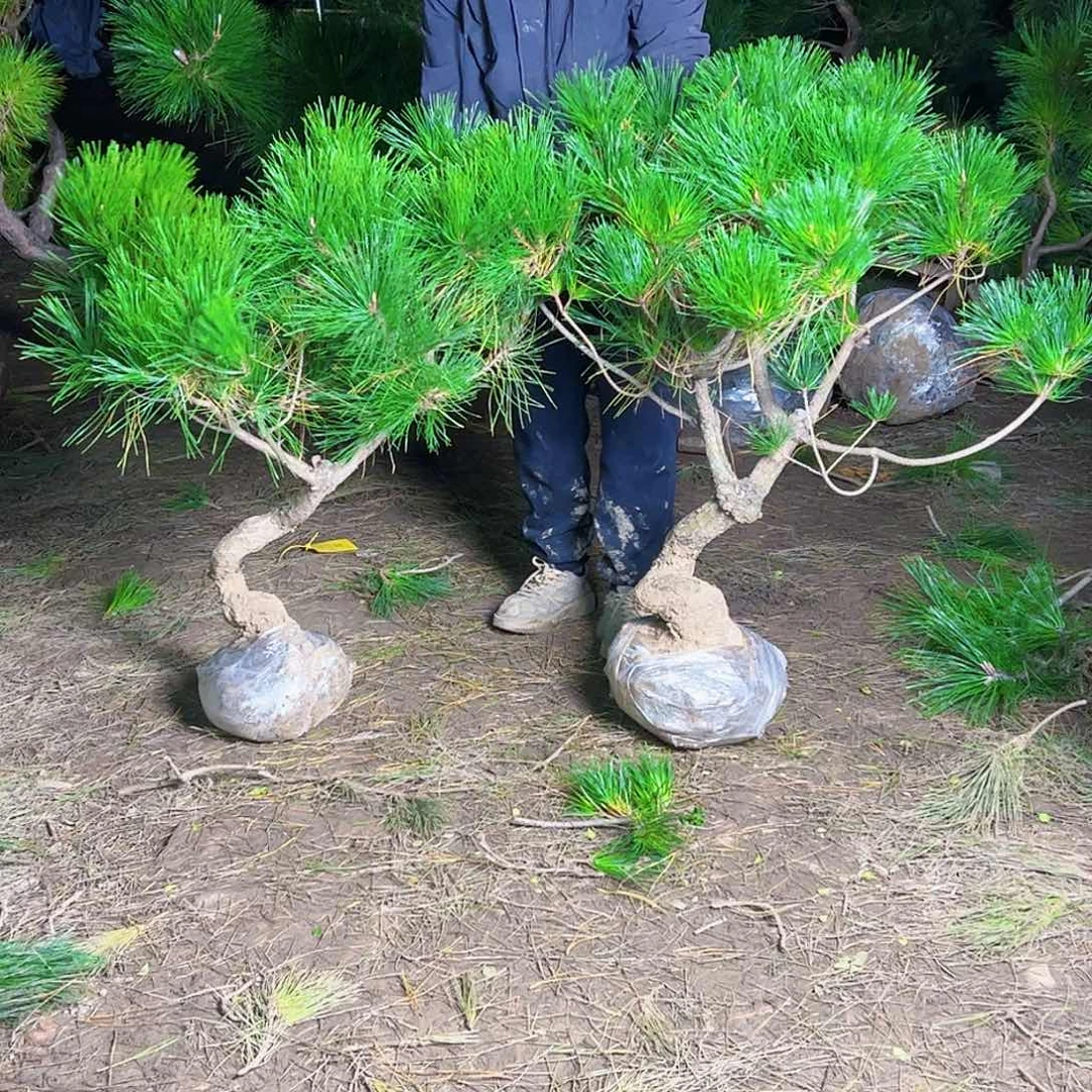 D***亮环岛园林老桩黑松