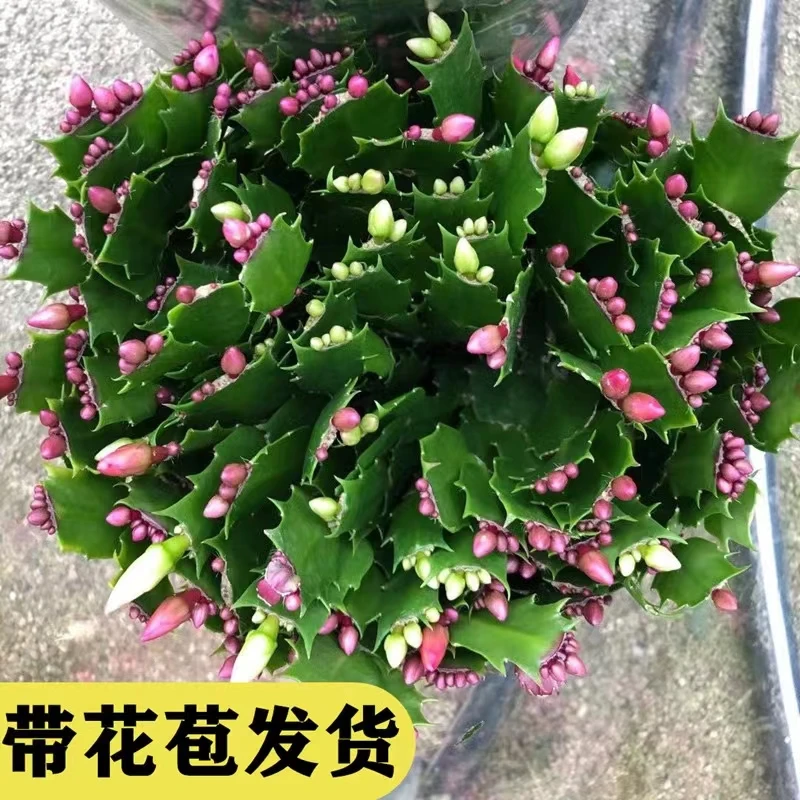 精品蟹爪兰不带花苞高档阳台室内客厅四季花卉绿植盆栽常年开花
