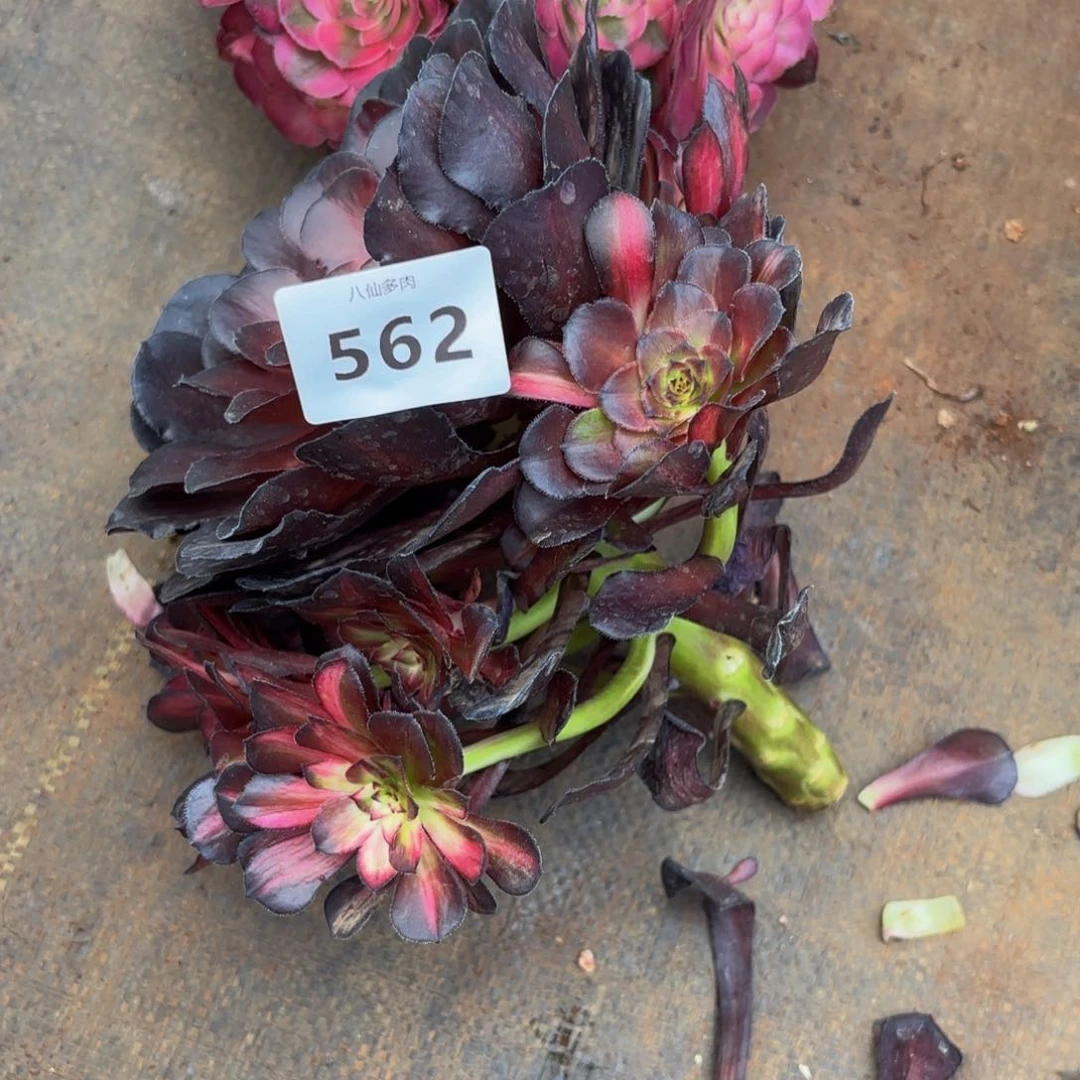十**香562多肉植物玛奇朵
