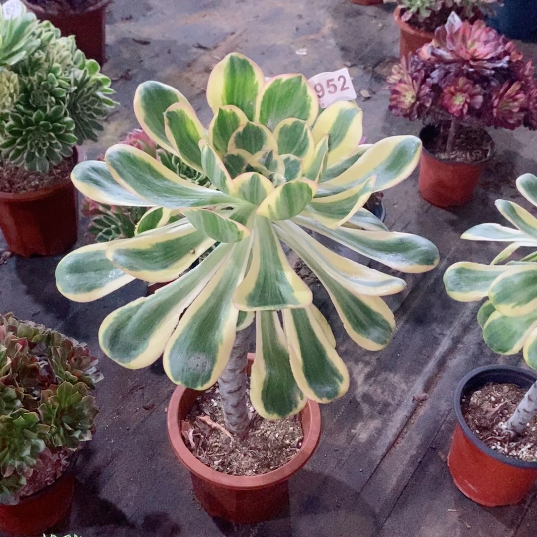 燕姿锦952多肉1111