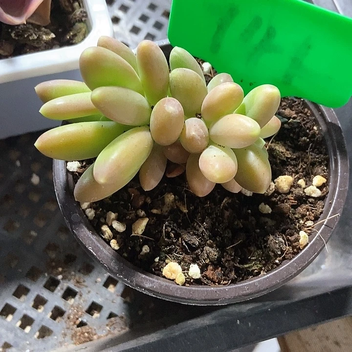 多肉金蟾741多肉