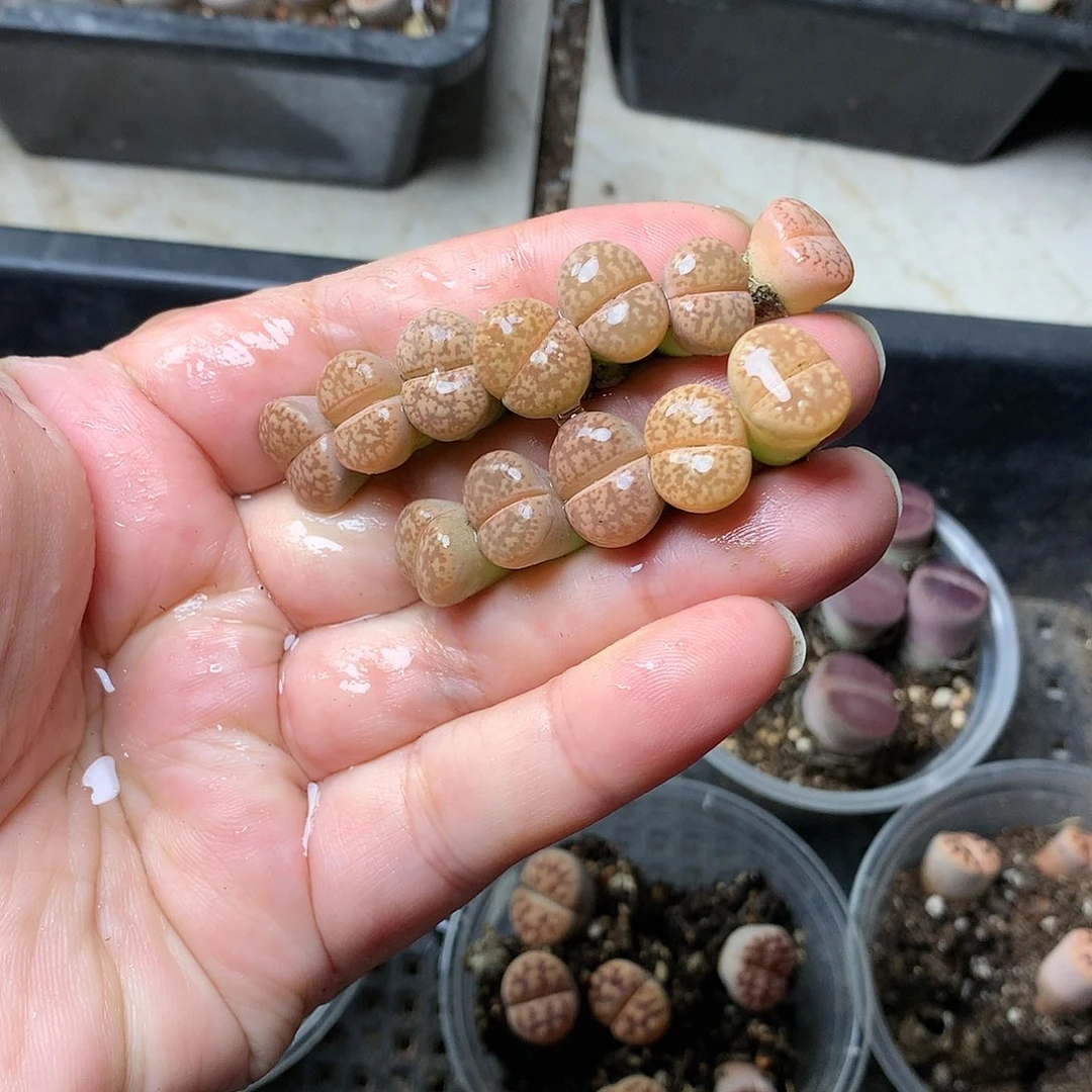 B143多肉植物保护