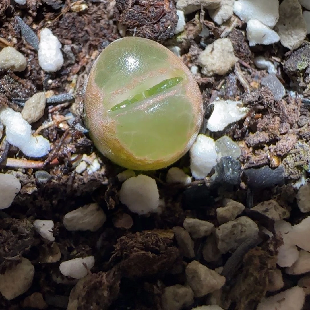 肉锥多肉植物百科-温莎城堡861