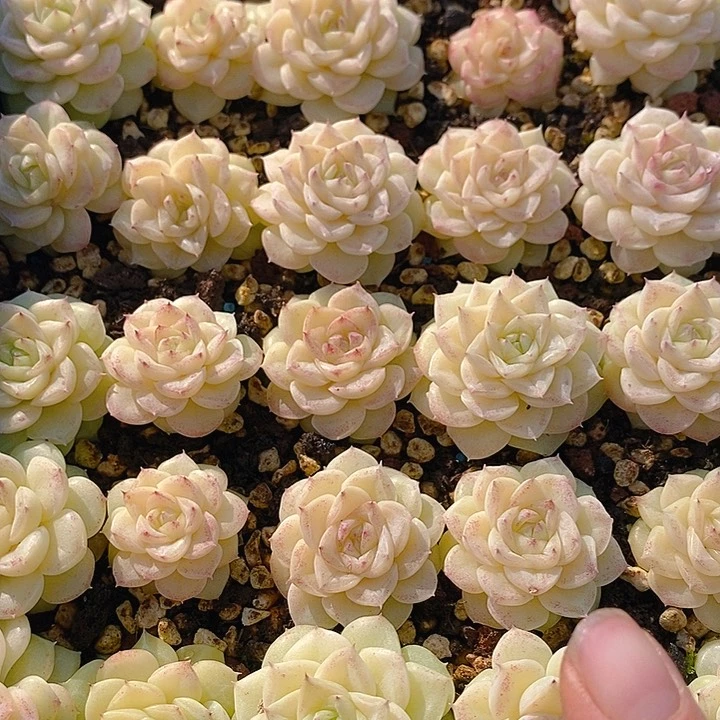 376 多肉植物盆栽花卉植物