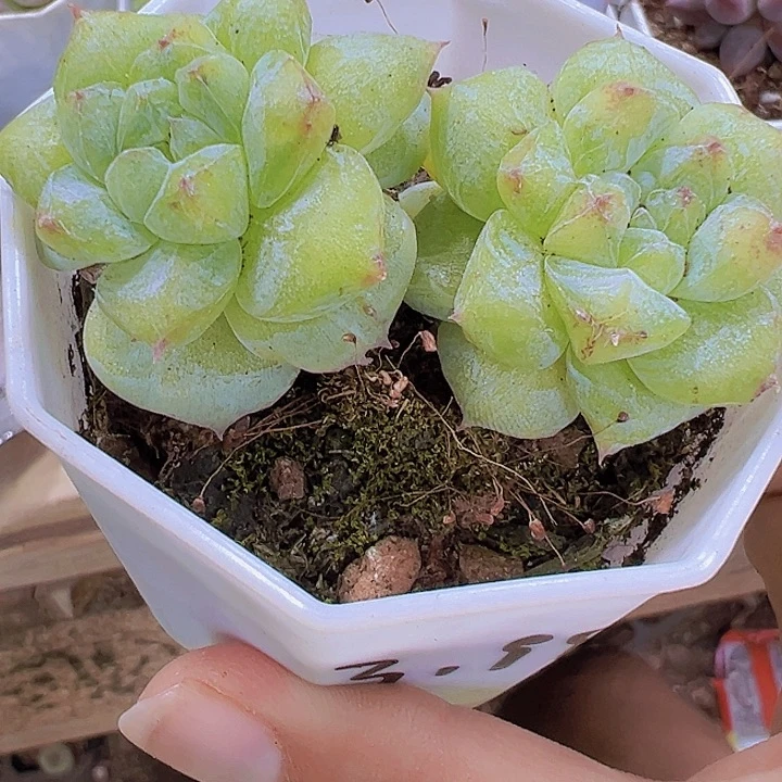 双头粉钻石化19包邮