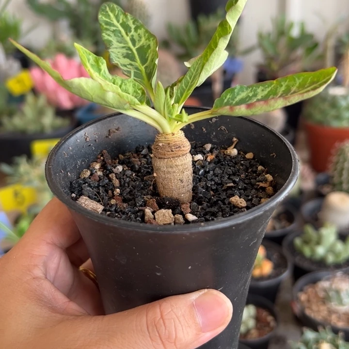 鱼骨大戟带盆11111111