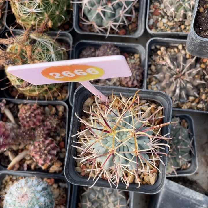 宁***博实生仙人球26660000000