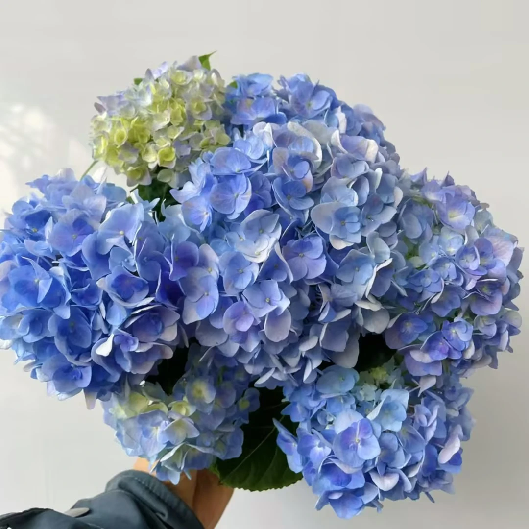 虹越 |带花绣球“晴天1加仑” 庭院花园室内室外绣球苗多年生花卉