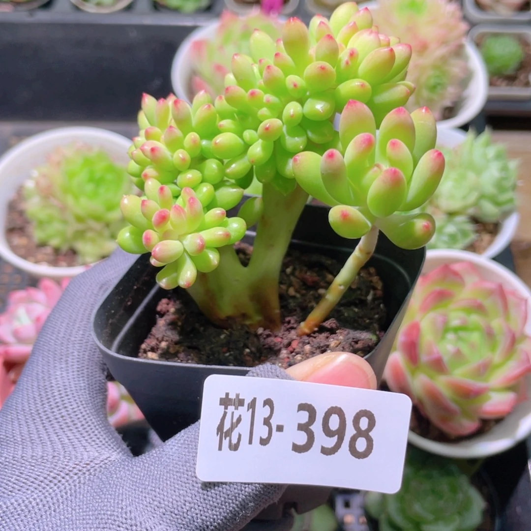 花利美13-398青松缀化