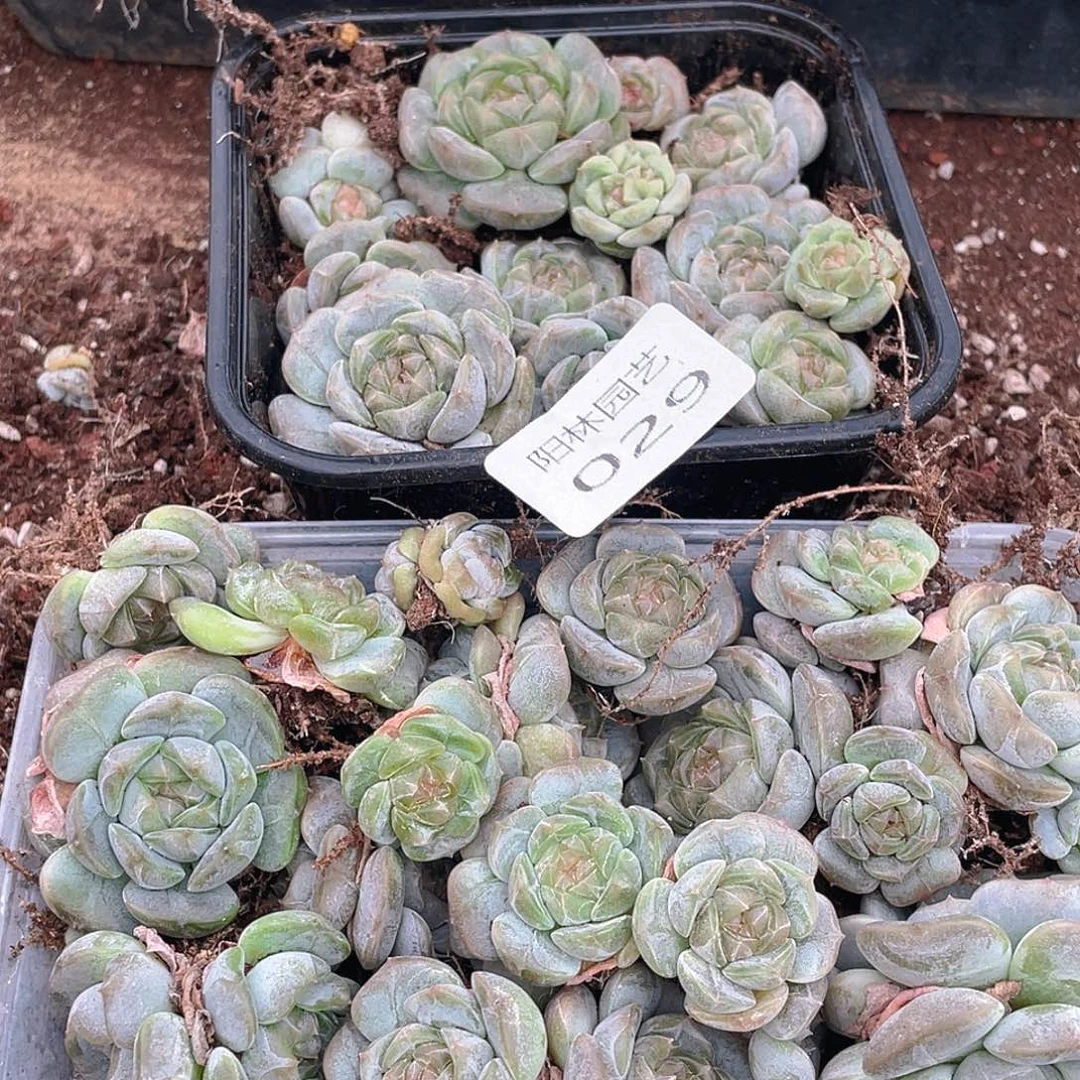 转***喔多肉植物多肉植物29