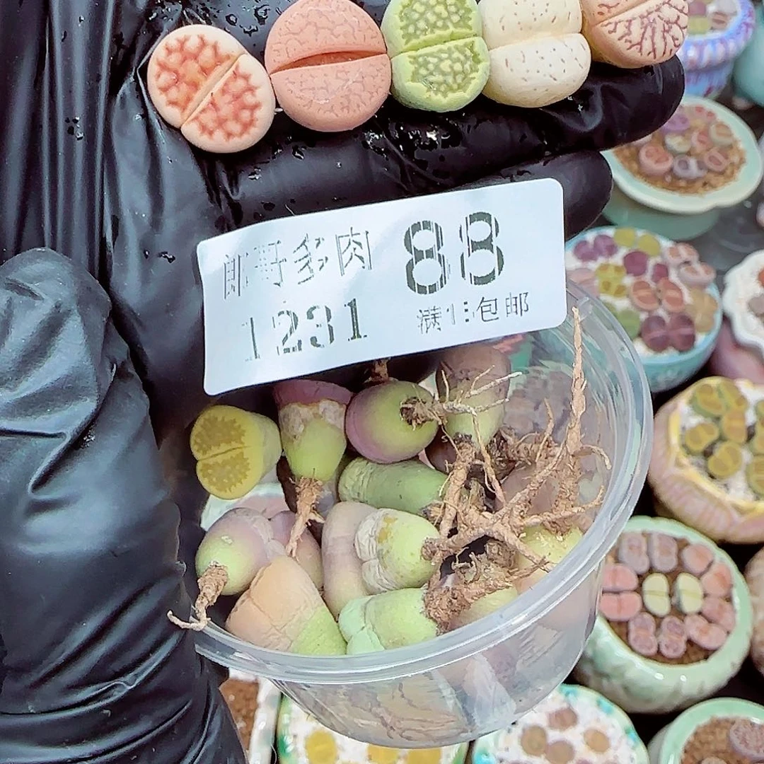 椰***堡生石花满18包邮1231-88