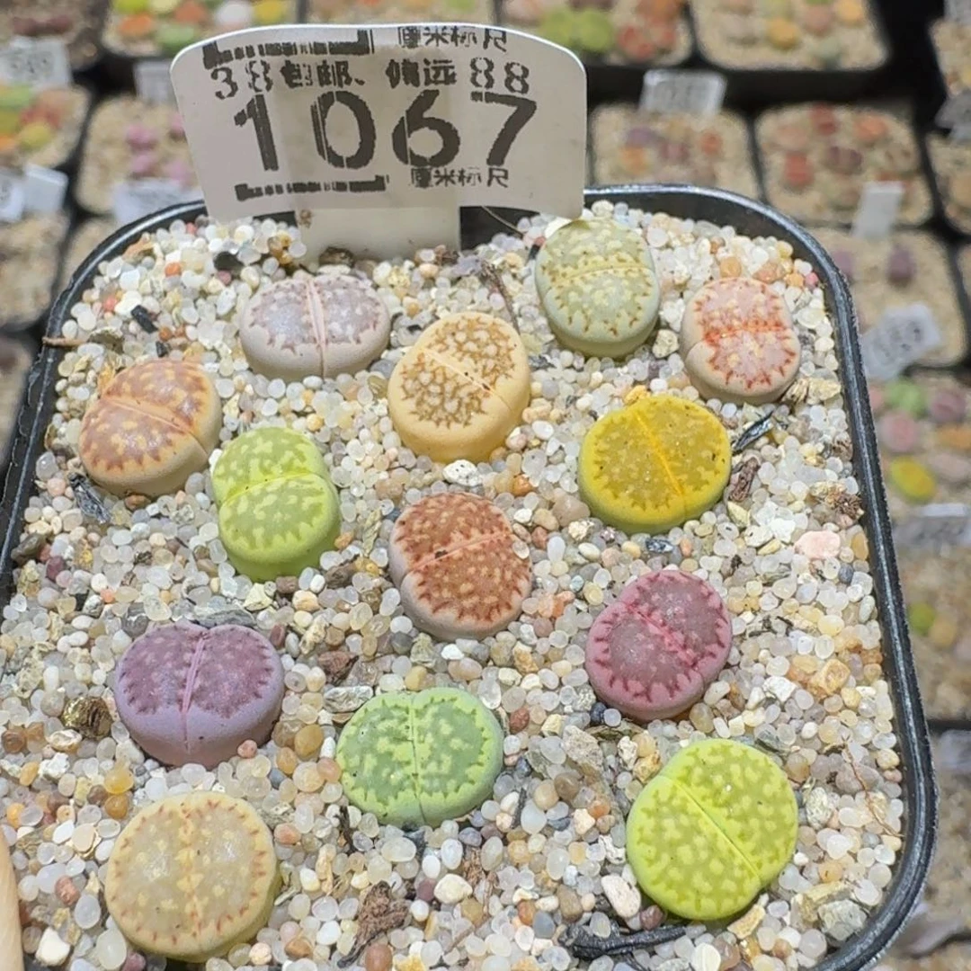 Ssss精品生石花1067