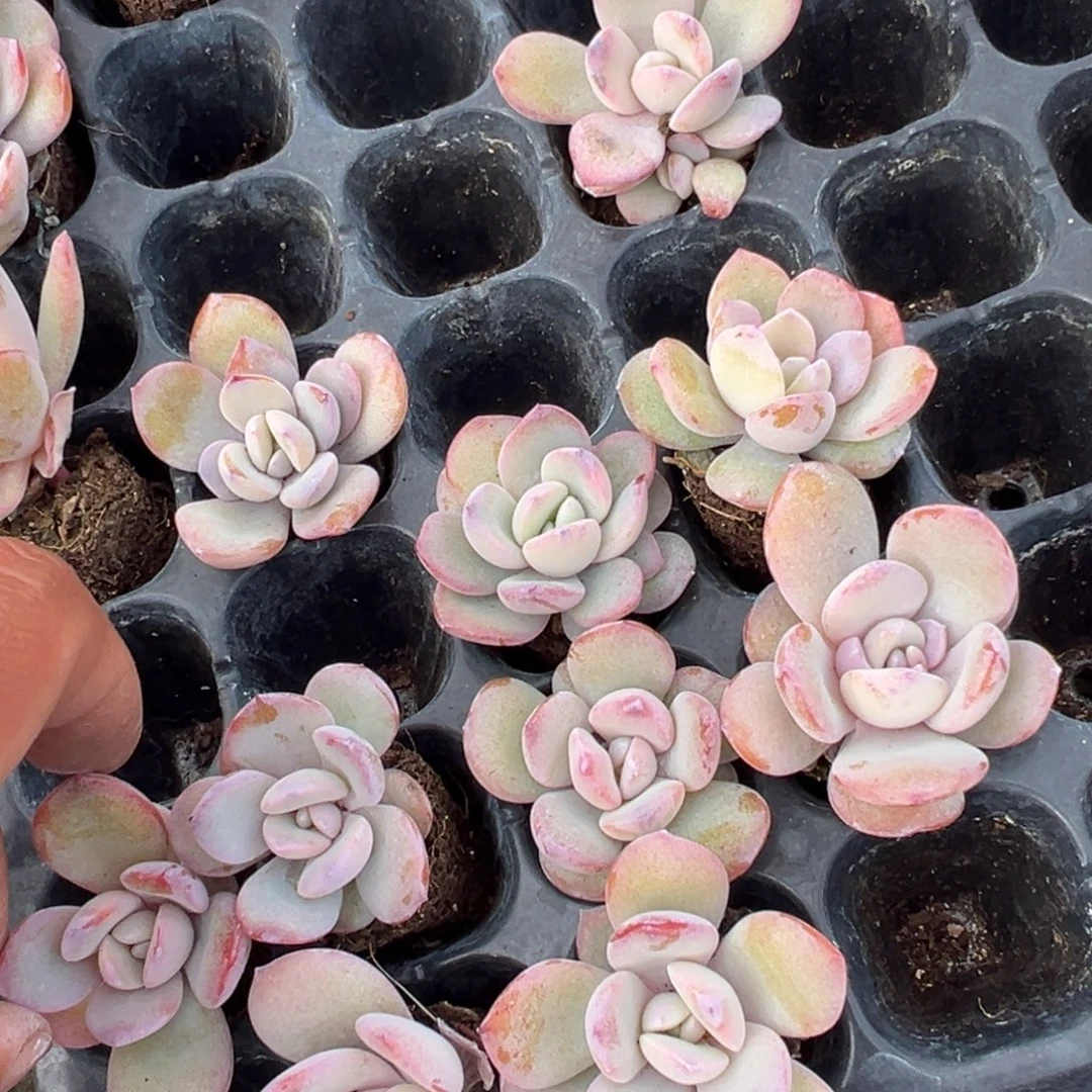 韩版奶茶单头3cm（个别个片畸形）一颗