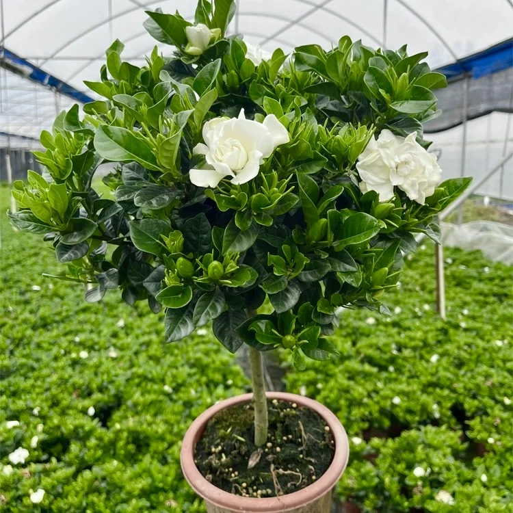 【小叶棒棒糖】栀子花盆栽花卉植物带花苞阳台绿植浓香型四季好养