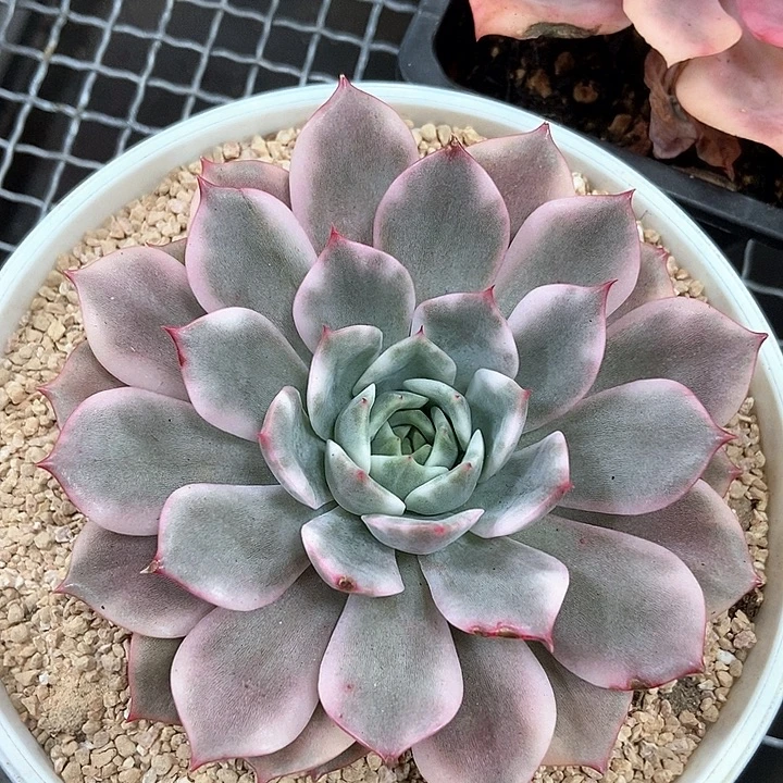 粉艾丽卡锦多肉植物