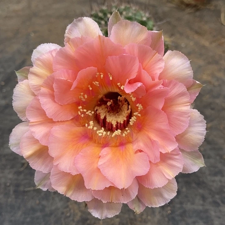 彩草侧芽无根随机发货一个