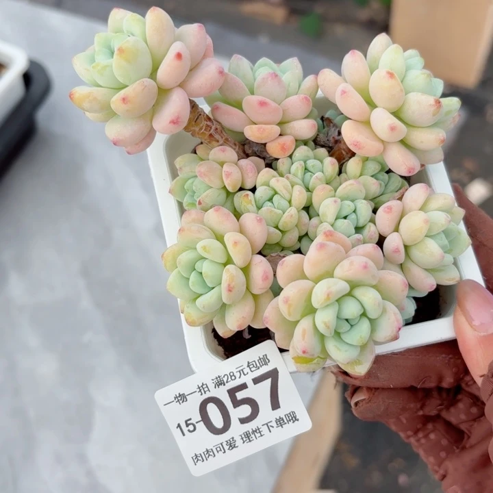 樱花罗琦无盆土发货多肉多