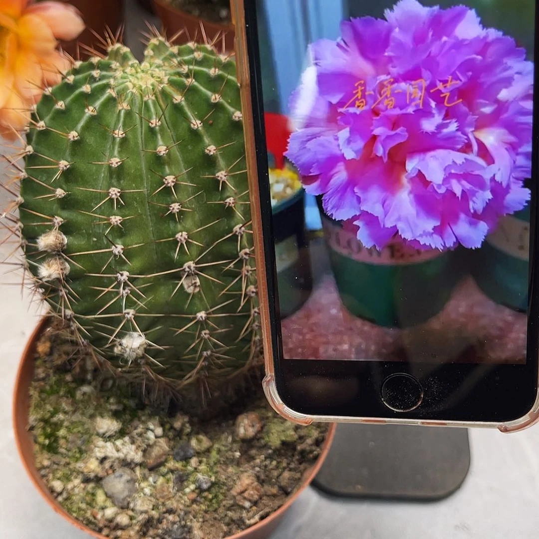 彩草云端8-9公分左右脱土