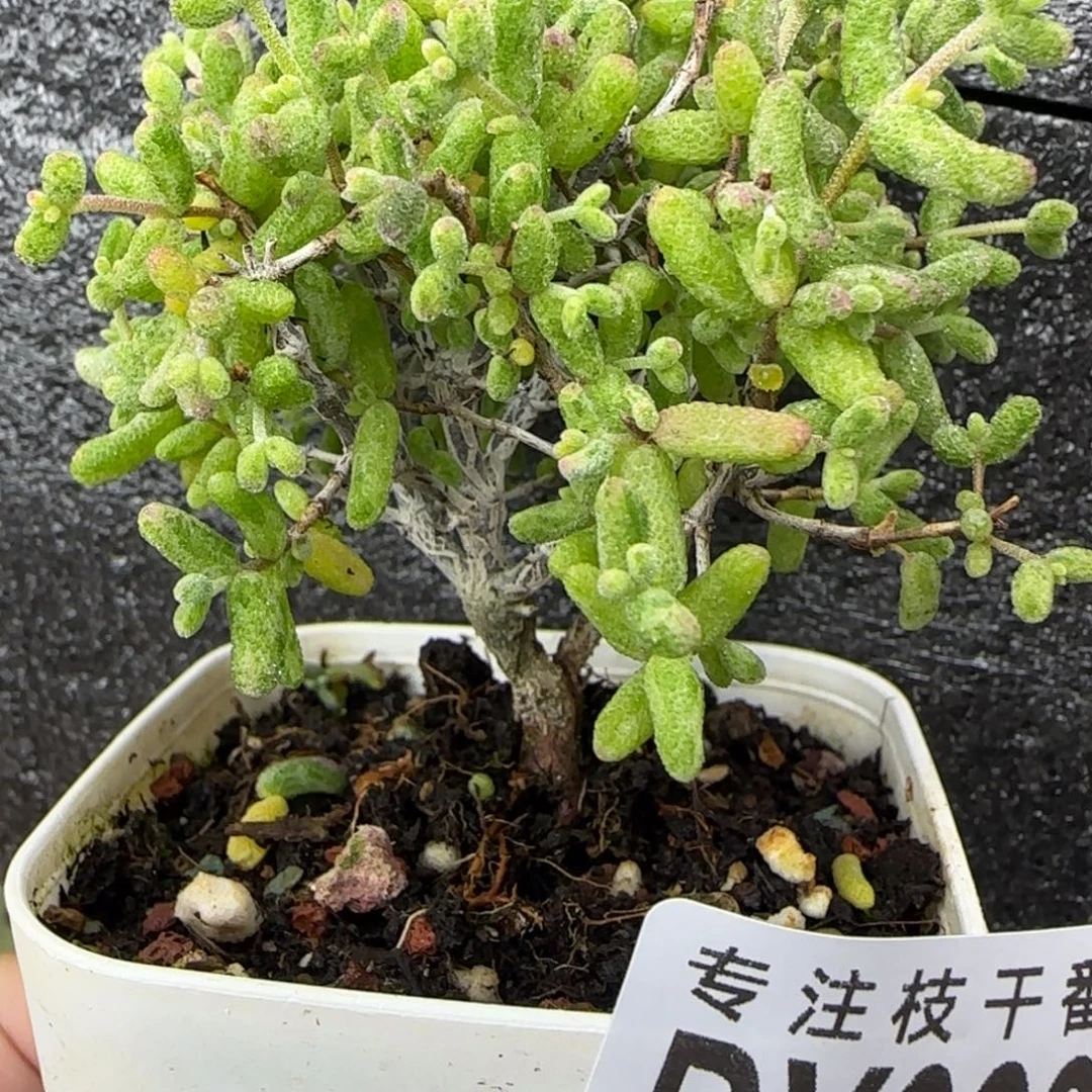 dy0383未修剪虎斑粗桩
