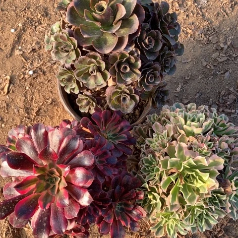 324魅金玫瑰 雨花石 美杜莎