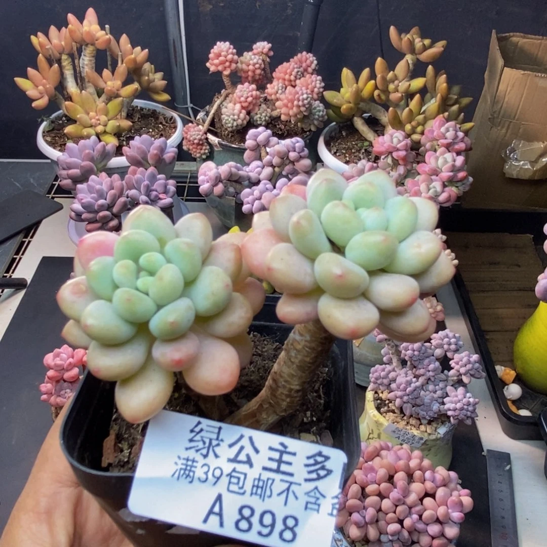 898鱼子酱多肉6c m