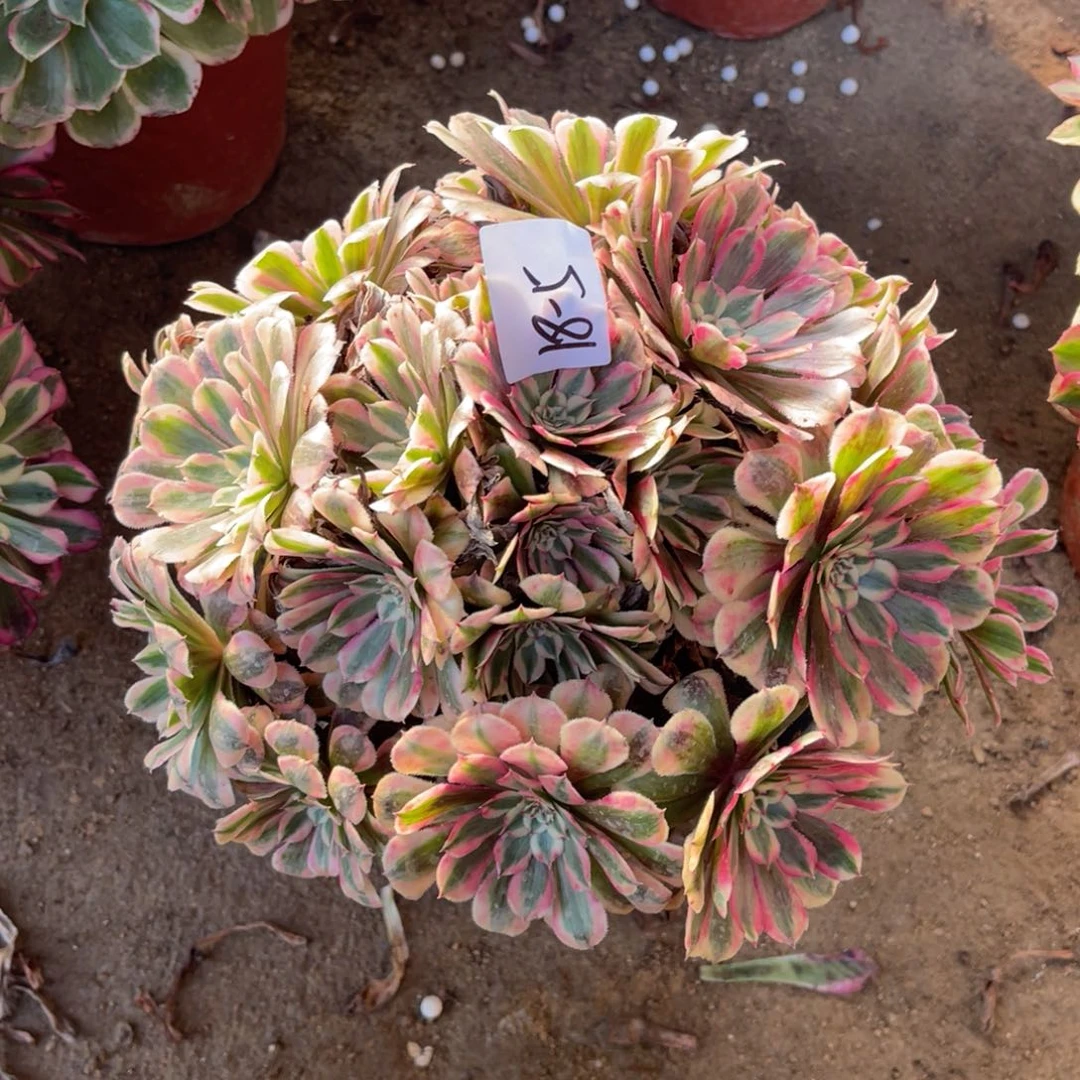 18-5粉铜掐心绣球