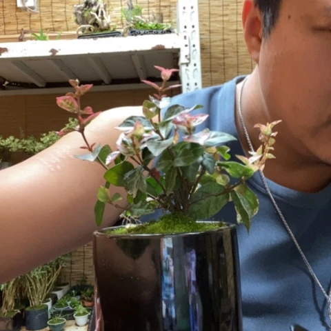 红陶一物一拍所见即所得159