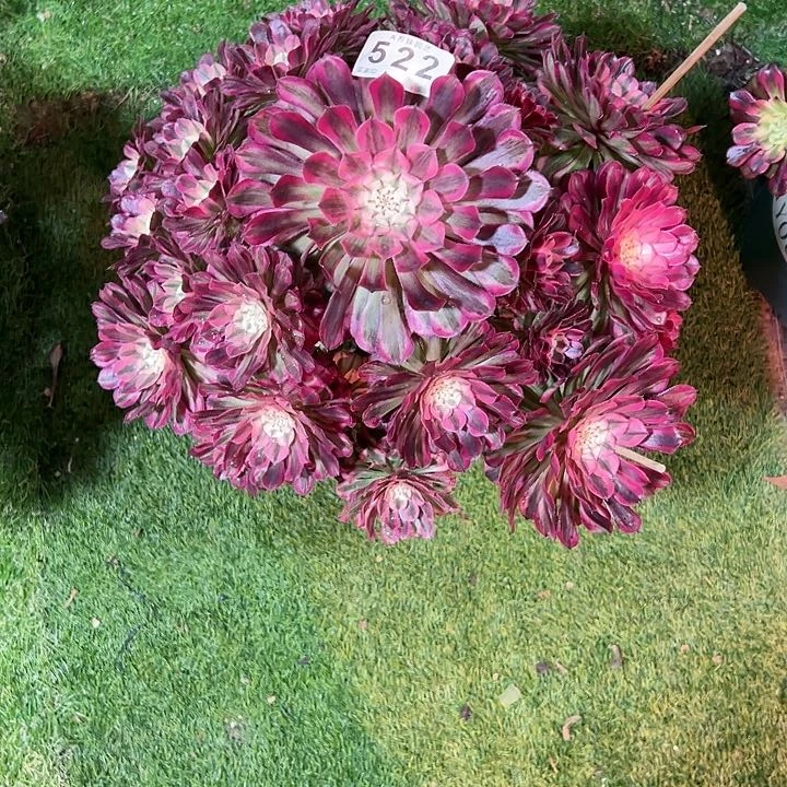 石*娃522红铜多肉植物