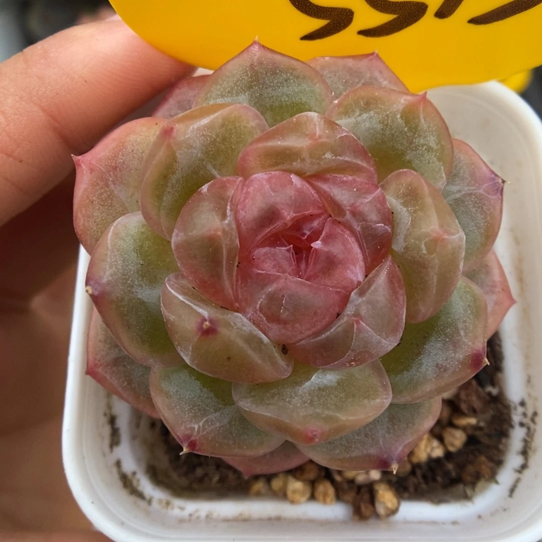 宝石心珍妮可拍5515号