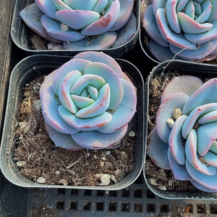 布鲁蓝2.8带盆土发