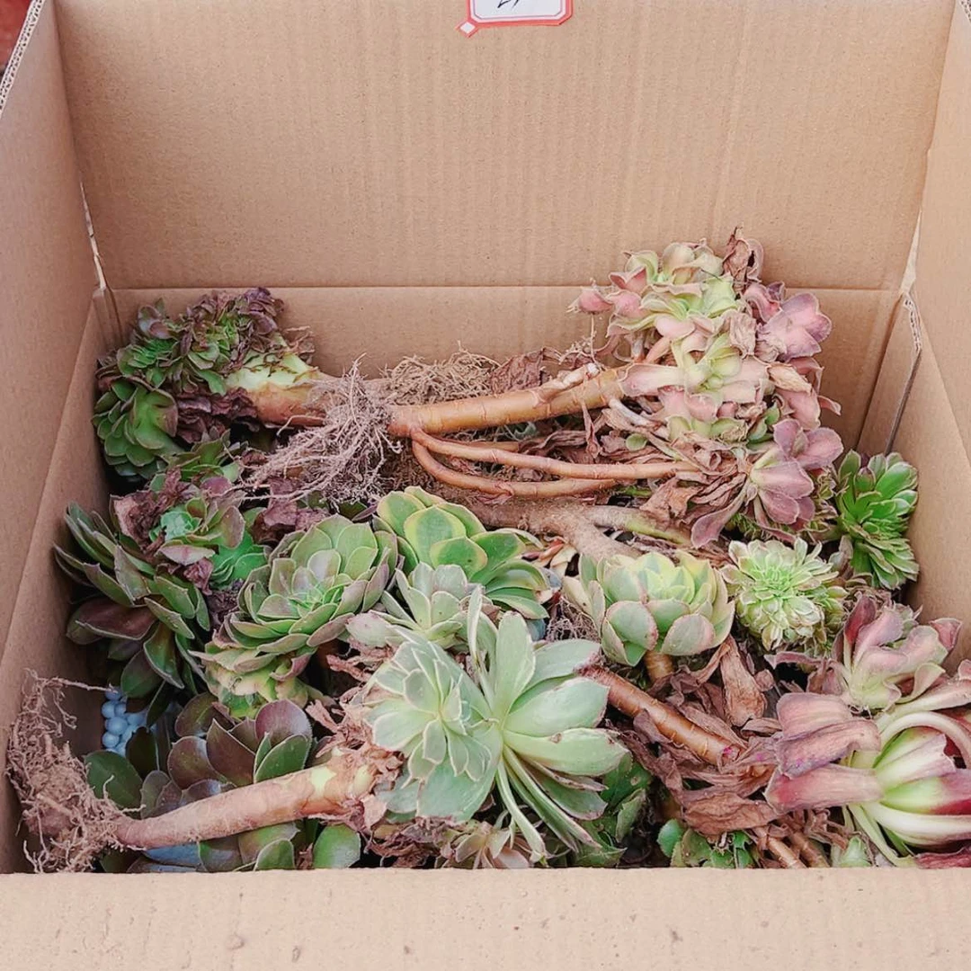 【闪购商品】无花朵幸**满23号一箱子多肉植物无售后